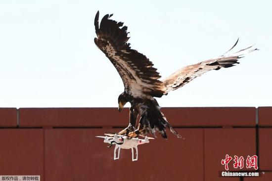 當地時間9月12日,荷蘭歐森德雷特警方正在訓練老鷹捕捉無人機。據外媒體報道稱,在各國對空中激增亂飛的無人機束手無策時,荷蘭警方成為世界首家通過招募鳥類來解決這一棘手問題的國家。盡管荷蘭警方的這一做法讓一些動物保護組織感到擔憂,但警方稱,老鷹在執行任務期間沒有危險。據報道,荷蘭警方從1月起開始試用老鷹抓獲無人機。在嘗試成功后,當地警方決定將老鷹抓小雞的故事運用到實戰,即正式聘用老鷹來抓空中的非法無人機。此外,警方還將訓練約100名警察以便能同老鷹一起工作。荷蘭警方發言人對外稱,“這是用低技術含量來對付高技術含量”。 點擊進入下一頁